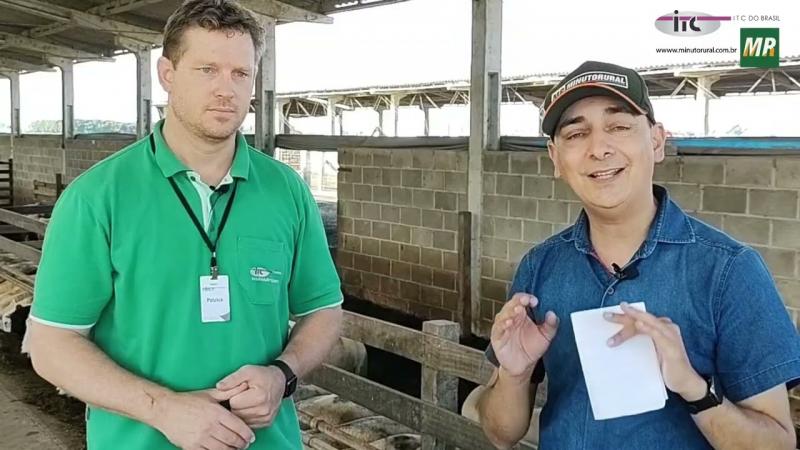 Dicas para Estação de Monta em Ovinos
